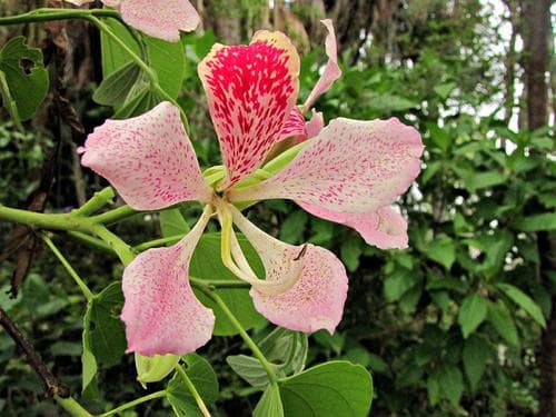 Pink Bauhinia