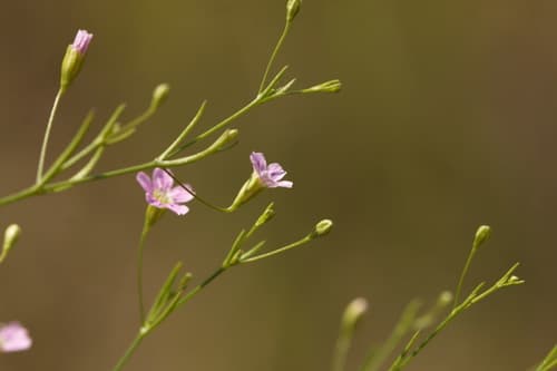 Low Baby's-breath