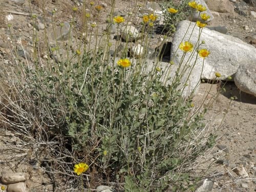 Acton's Brittlebush Bonsai