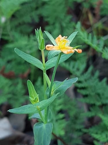 Small St John's Wort Bonsai