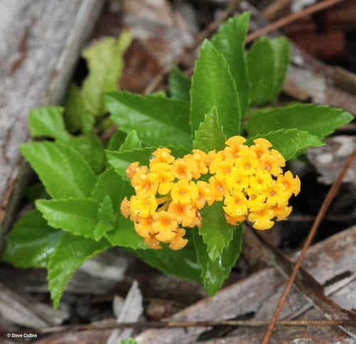 Pineland Lantana