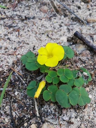 Golden Sorrel