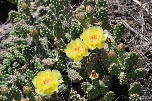 Brittle Pricklypear Bonsai