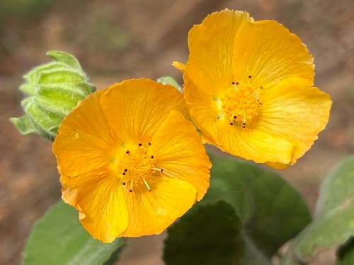 Hairy Abutilon