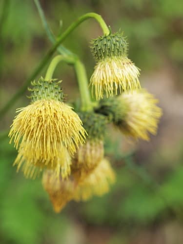 Yellow Thistle