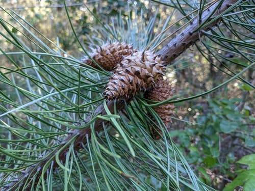Bishop Pine Bonsai
