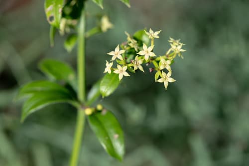 Wild Madder