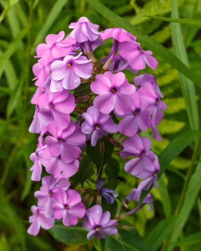 Wild Sweet William