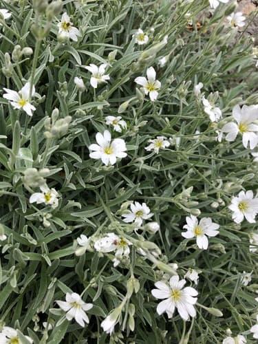 Snow-in-summer