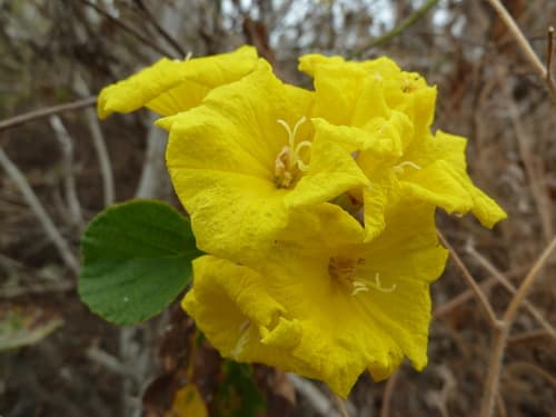 Yellow Geiger Bonsai