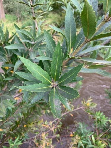 Wild Almond