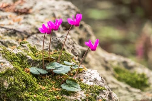 Spring Sowbread