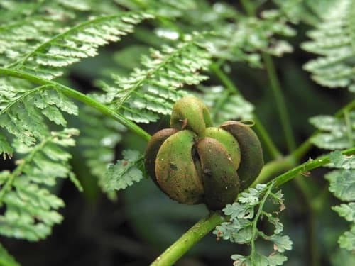 Monachosorum henryi