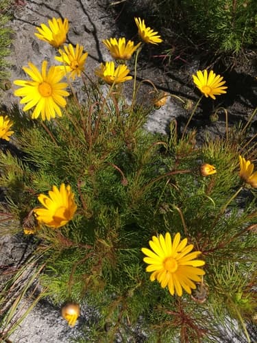 Fire Paraseed