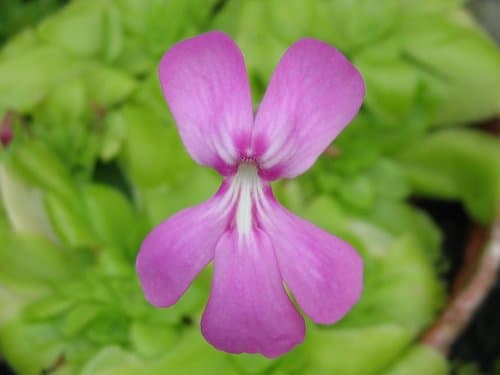 Pinguicula moranensis
