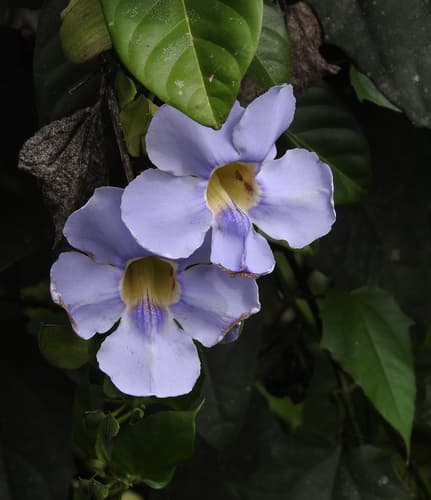 Blue Trumpet Vine
