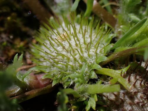 Button Burweed
