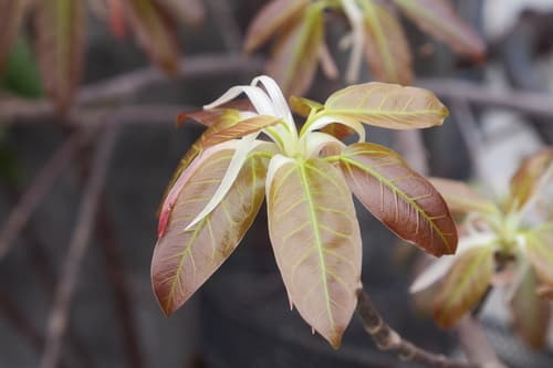 Japanese Superb Fig