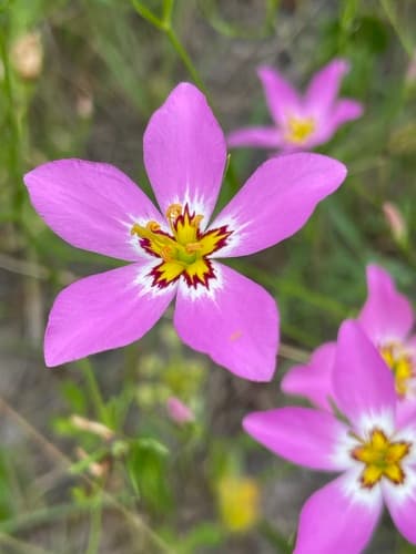 Marsh Pink Flower