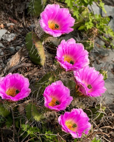 Ladyfinger Cactus