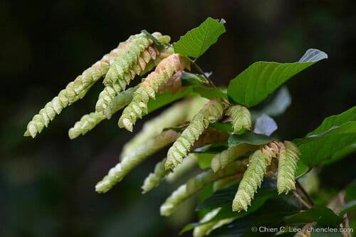 Wild Hops Bonsai