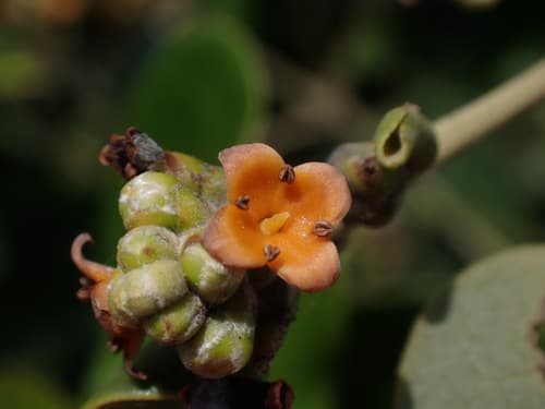 Grey Mangrove