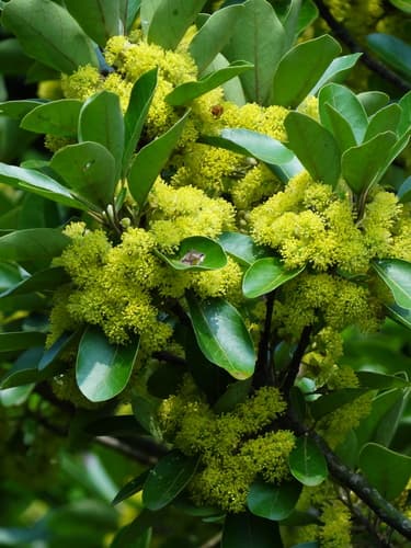 Bolly Beech Bonsai
