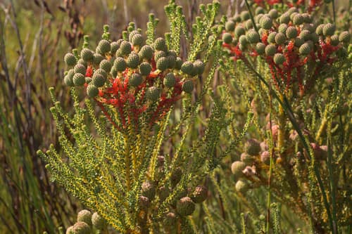 Redleg Kolkol