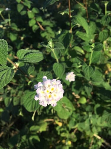 Velvet Lantana