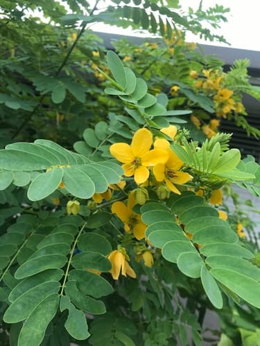Sunshine Tree