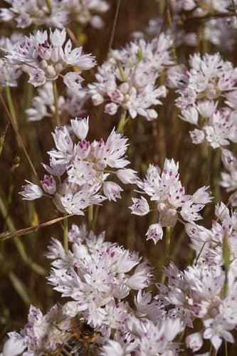 Narrowleaf Onion (Not a Bonsai Specimen)