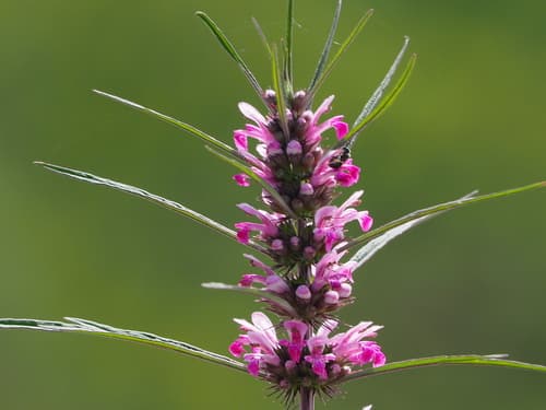 Chinese Motherwort