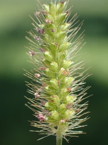 Knotroot Bristlegrass