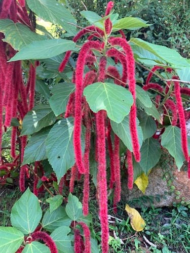 Chenille-plant