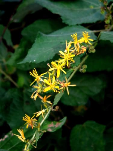 Sacramento bur