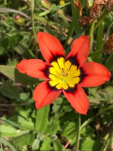 Harlequin flower
