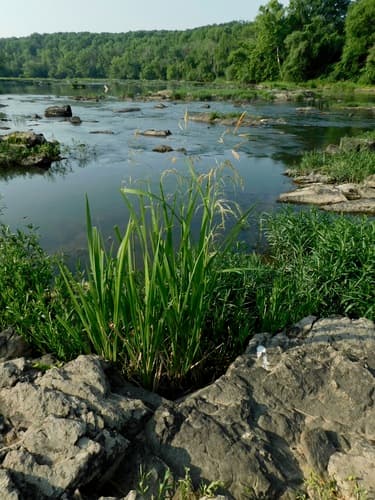 Giant Cutgrass