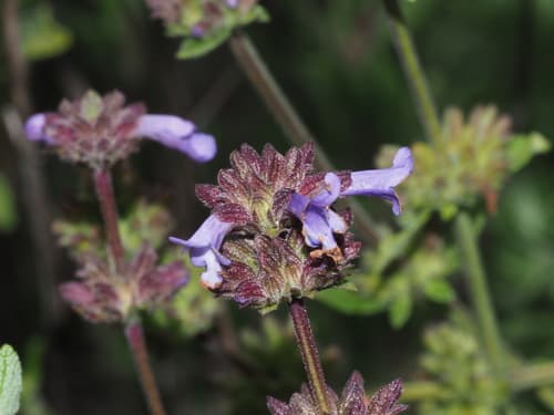 Munz's sage