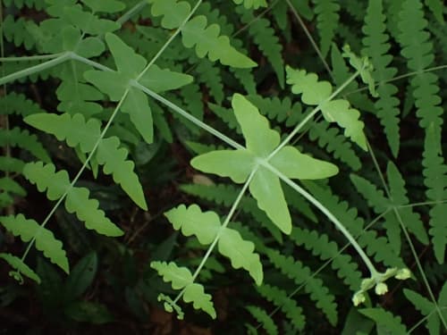 Water Fern