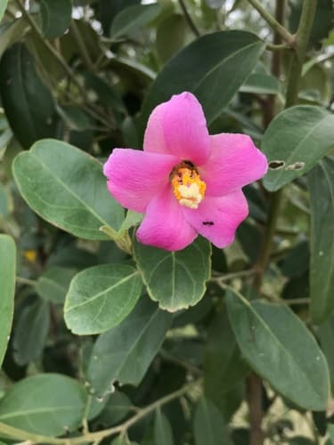 Norfolk Island Hibiscus Bonsai