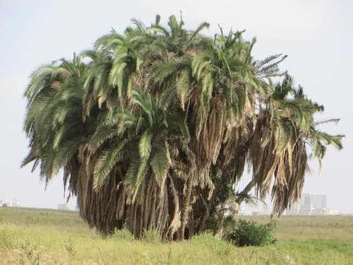 Reclining Date Palm Bonsai