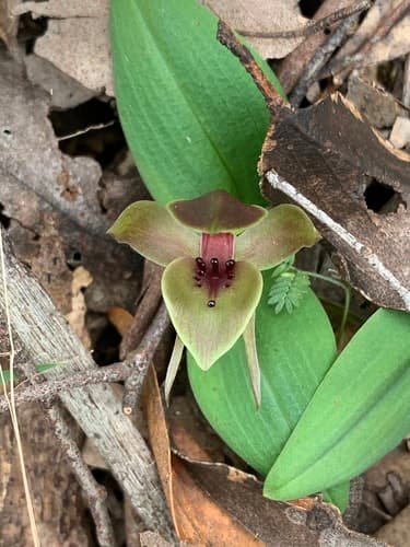 large bird-orchid