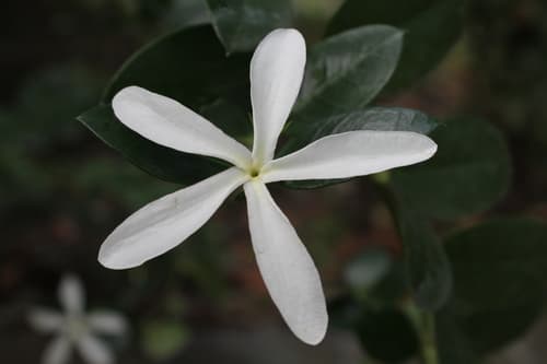 Natal Plum