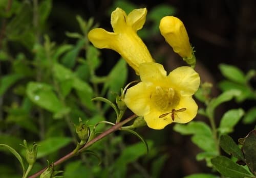 Smooth Yellow False Foxglove