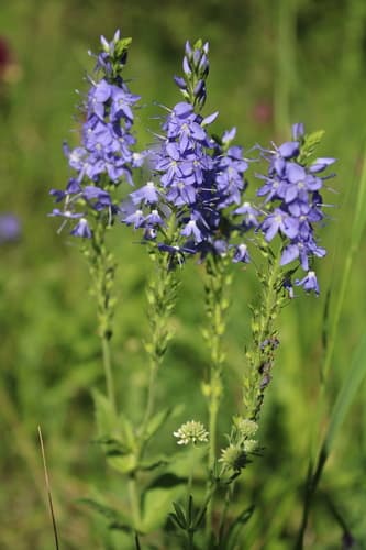 Broadleaf Speedwell