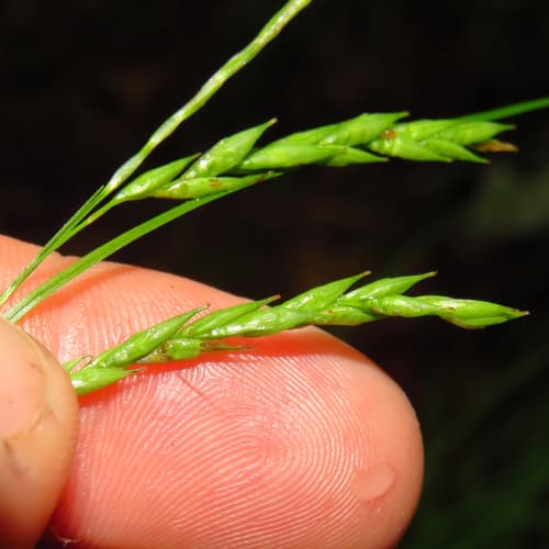 White-edge Sedge