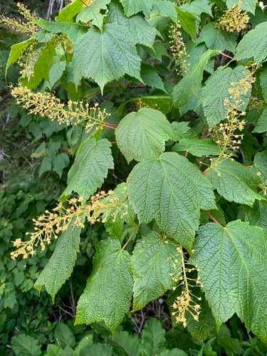 Mountain Maple