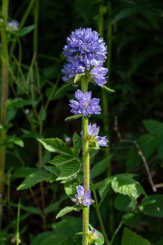 Bristly Bellflower