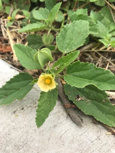 Beaked Sida Plant