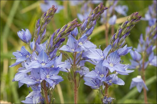 Austrian Speedwell